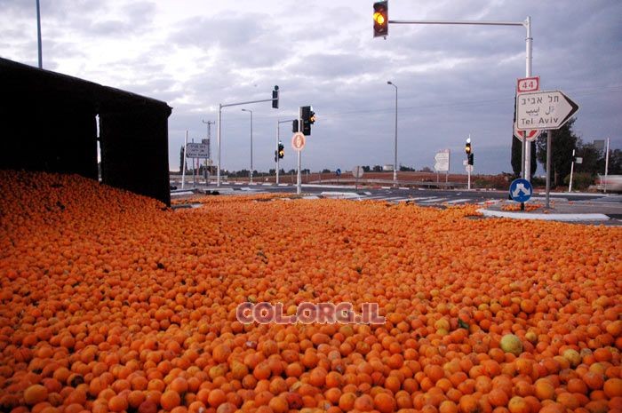 'צונאמי' של תפוזים בצומת כפר חב