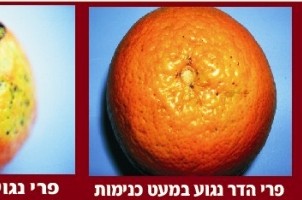 זהירות: חרקים בתפוזים