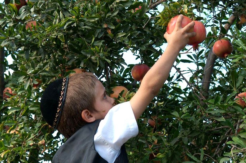 תמונת היום