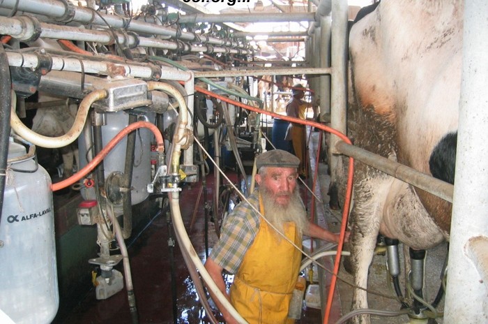 הרפת הצטמצמה: יחולק חלב חינם לתושבי הכפר