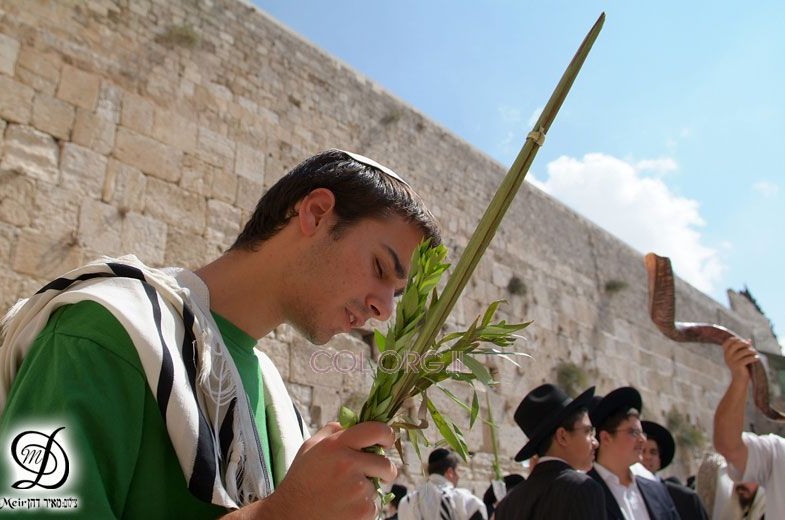 עולים לרגל? הקדישו 10 דקות למבצע לולב בכותל