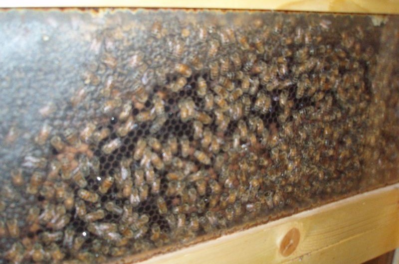 אחיעזר: נתפסו שני ערבים שניסו לגנוב כוורות דבורים
