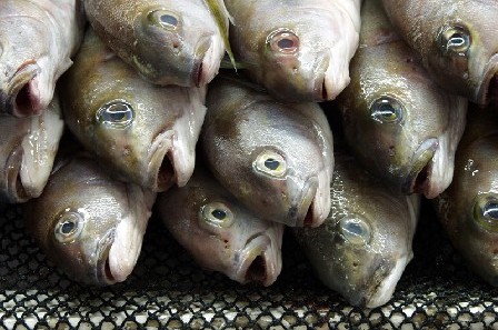 תשעת הימים: הרבנות מזהירה מדגים שאינם כשרים