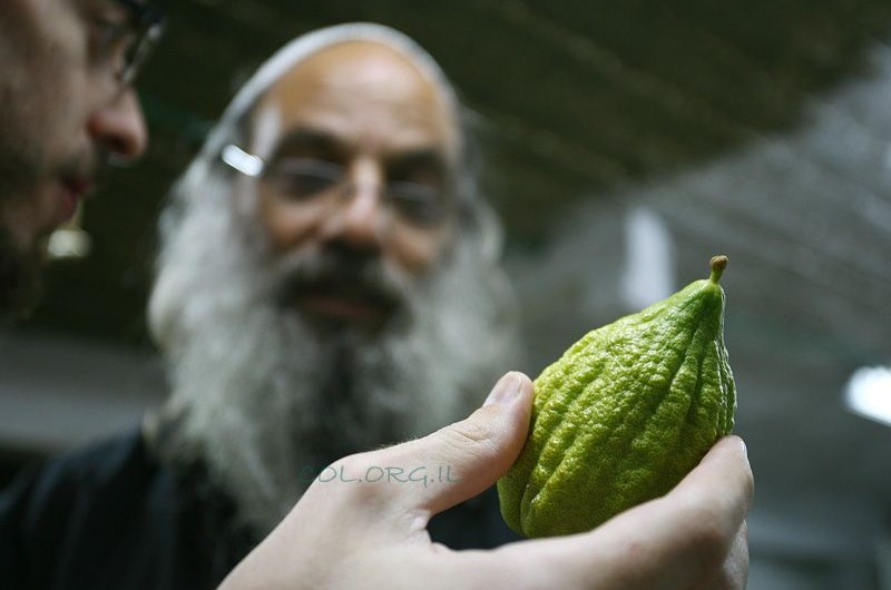 היכן קונים ארבעת המינים? (פ)