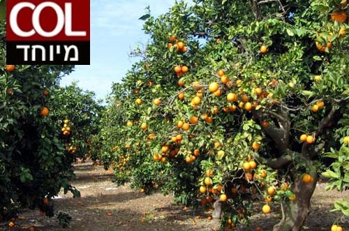 יש לזה הכשר? מפנקסו של משגיח ● מיוחד  