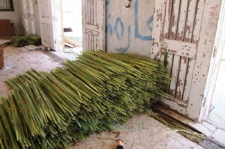 על רקע המהפכה במצרים: חשש ממחסור בלולבים 