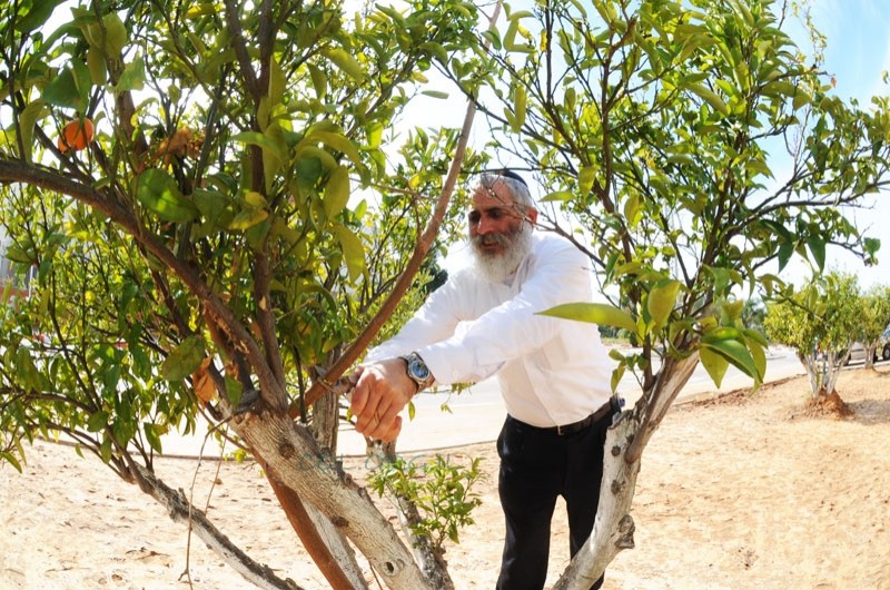 היום בכפר-חב