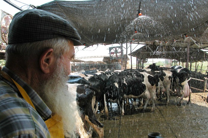 הרפתנים: המדינה תאפשר ייבוא חלב לא כשר 