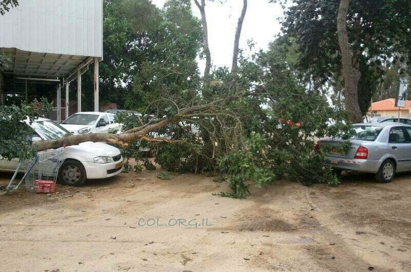 עץ ענק נפל על רכב בכפר-חב