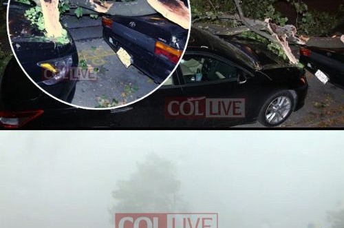 סופות בקראון הייטס: עץ קרס וחמש מכוניות נפגעו