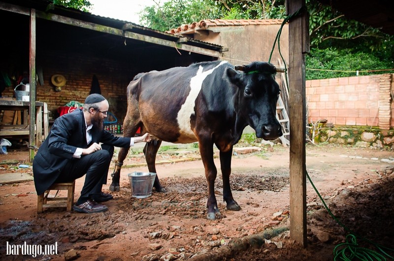 שגרת השליח בפראגווי: חליבת פרה ● צפו בתמונות 