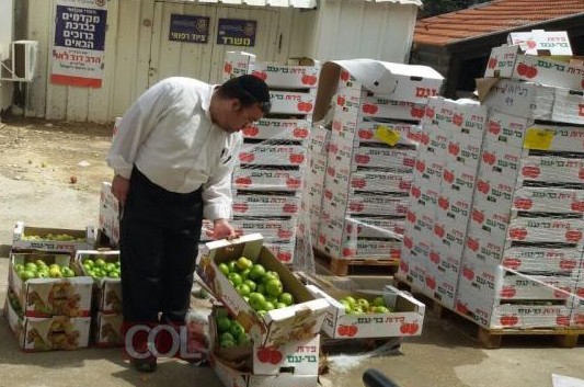 'חסדי שבתאי' חילק מאות מנות מזון למשפחות בצפון