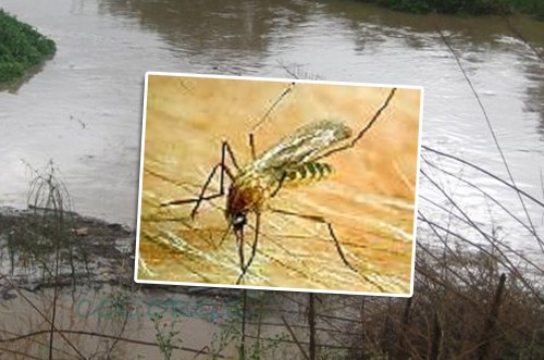 יתושים נגועים בנגיף קדחת הנילוס המערבי נתגלו במרכז