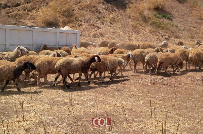 צפו בתיעוד: פונו ערבים שהביאו עדר כבשים לכפר-חב