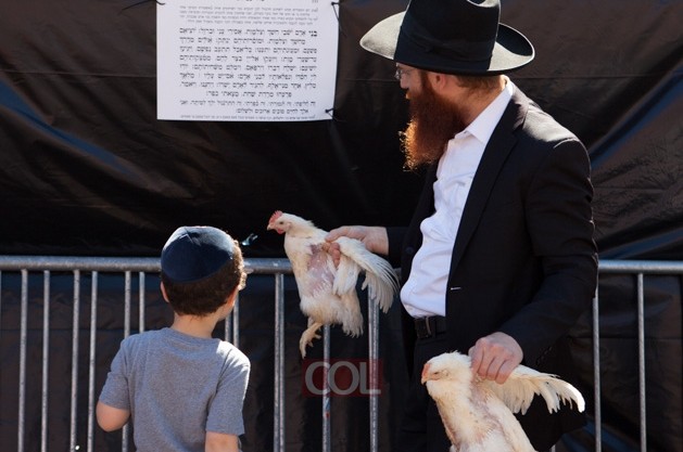 זה התרנגול: כפרות בשכונת המלך. צפו בגלריה 