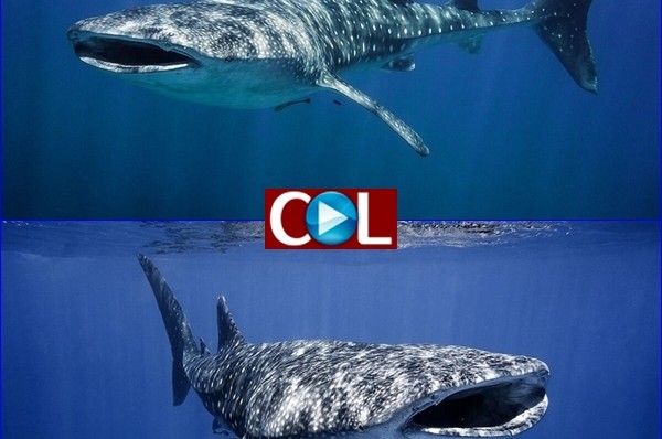 תיעוד נדיר של מפגש עם כריש לוויתן באילת • וידאו  
