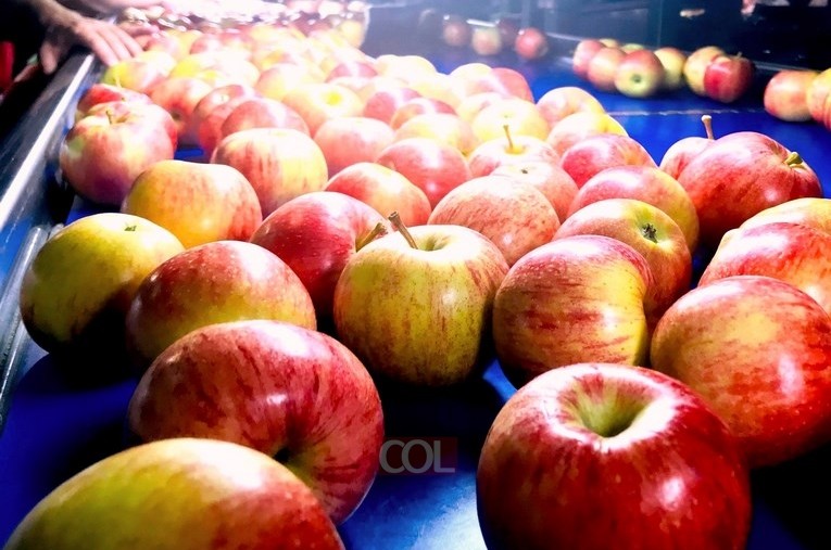 מתכוננים לראש השנה: 185 אלף טון תפוחים ורימונים נקטפו לחג