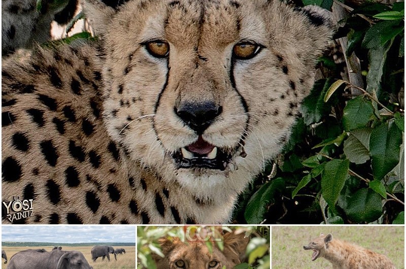 להסתכל לצ'יטה בלבן של העיניים: גלריה משמורת טבע בקניה