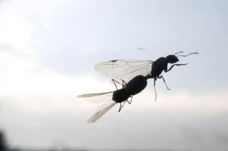 טרמיטים ונמלים מעופפות בכל רחבי הארץ; ייעלמו בתוך יומיים
