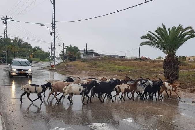 כמו פעם: עדר עיזים חוצה ביום חורפי את הכביש מול בניין אגודת חסידי חב