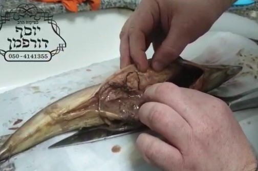 תולעי אנסקיס נמצאו בחלל הבטן והמעיים של דג מקרל
