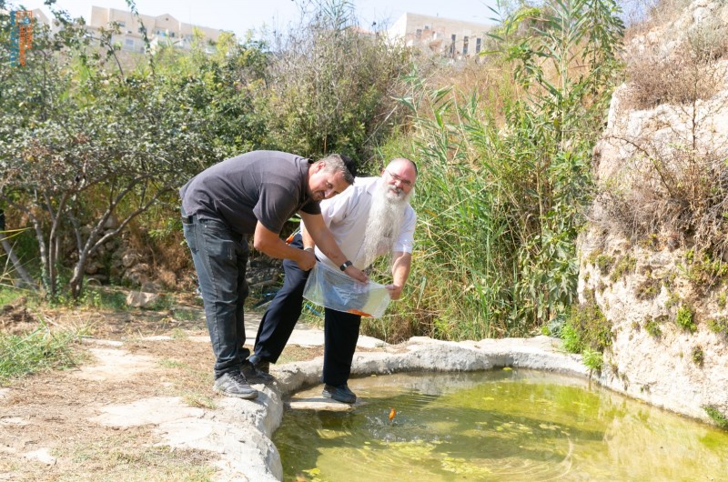 מסורת של שנים: ר' יעקי הרשקופ ור' מיכאל קירשנר מוסיפים דגים לתוך מעיין בוואדי ליד העיר ביתר עילית, עבור מצוות התשליך 