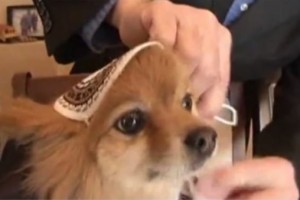 סרטון ‘כלבים שעברו גיור רפורמי’ ולפיד התרגז: “אנטישמיות”