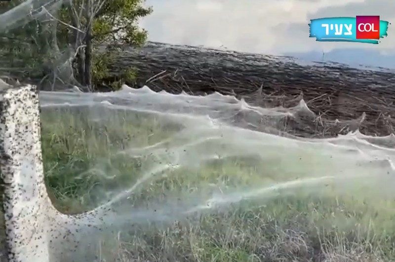 תופעה נדירה: רשתות קורי עכביש מכסים את אוסטרליה