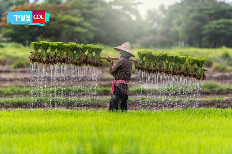 מוצפים מים בגובה מטרים: הכירו את שדות האורז ברחבי העולם