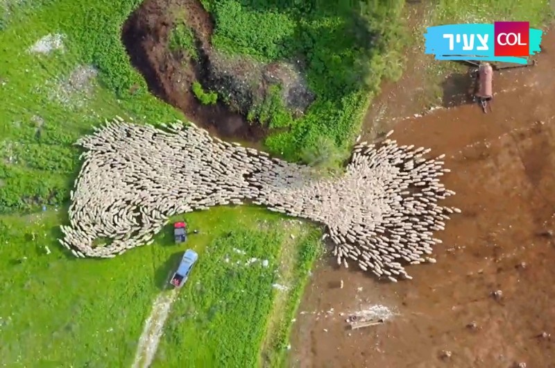 כזה עוד לא ראיתם: חצי שנה, 1,500 כבשים, דקה אחת • צפו