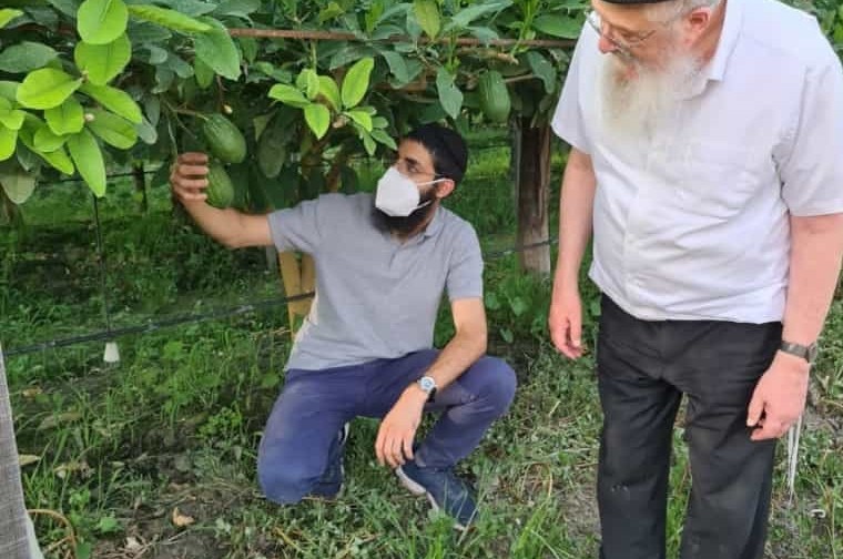 החל הקטיף: רב קהילת חב