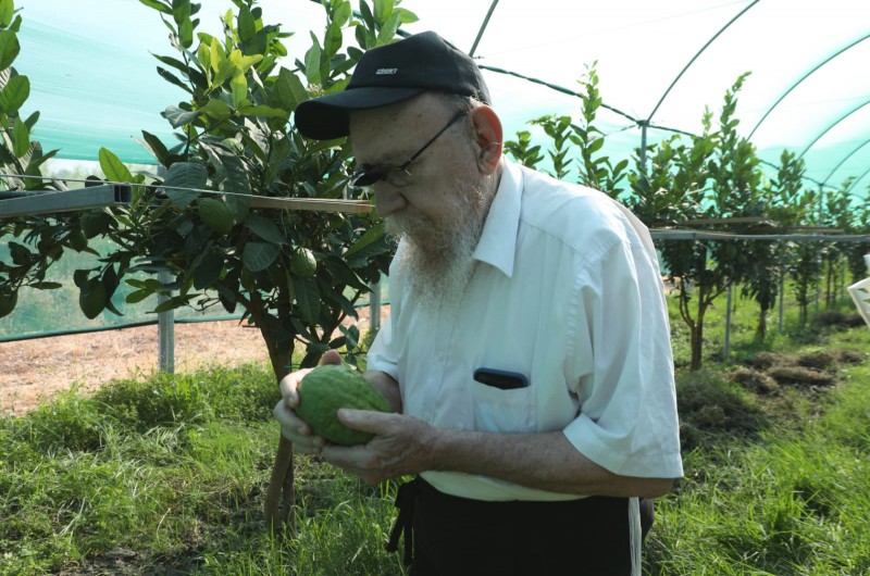 30 יום קודם החג: השליח הרב משה לאזאר נצפה בעת קטיפת אתרוגים בשדות אתרוגי קלבריה שבאיטליה (צילום: שייע בטוויטר)