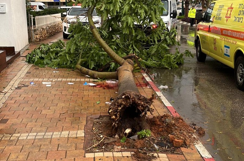 'ונשמרתם לנפשותיכם': סופת 'כרמל' כבר גרמה לנזקים כאשר אדם בן 49 נפגע מקריסת עץ ברחוב דרך רזיאל בנתניה, ופונה במצב קשה לבית הרפואה 'בילינסון' (צילום: דוברות משטרה)