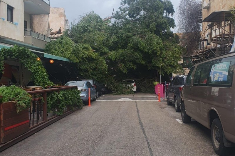 הרוחות נושבות: עץ קרס על רכבים ומבנים בחיפה, אין נפגעים בנפש. סופת 'כרמל' ממשיכה לגרום לנזקים ברחבי הארץ (צילום: מד