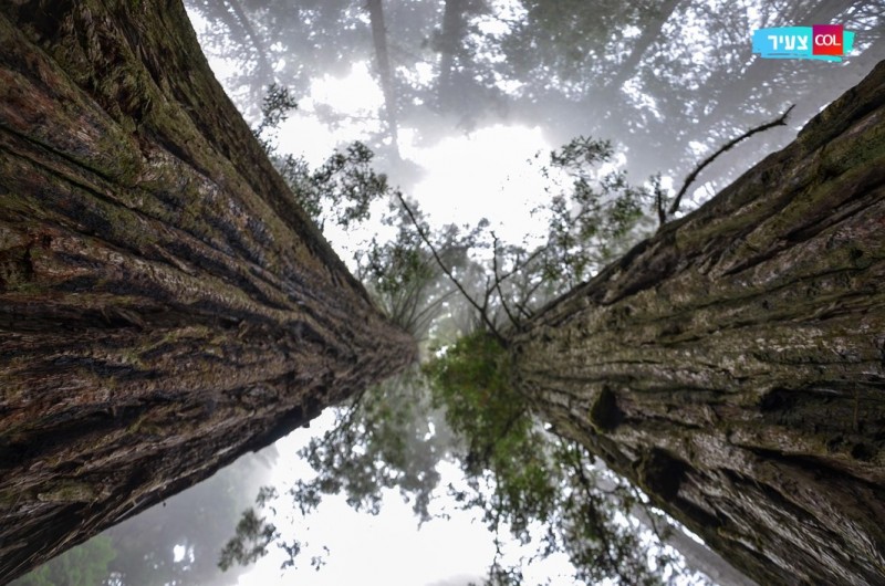 הגבוה בעולם: עץ יותר גבוה מזה כנראה שעוד לא ראיתם. צפו