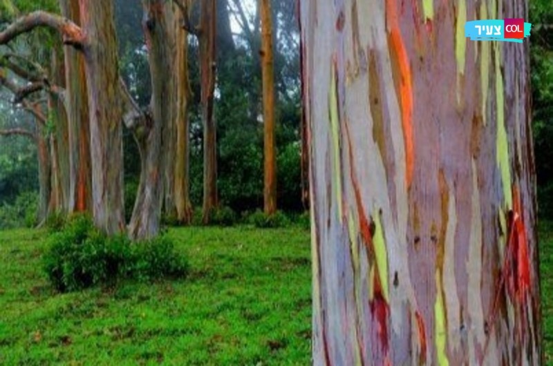 הכירו: העץ הצבעוני בעולם, ולא, אי אפשר לגדל כמוהו בישראל