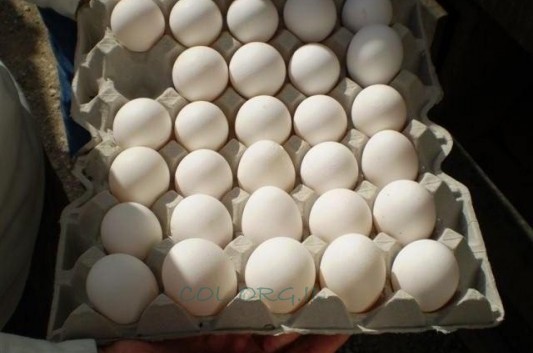 ישפיע על כל משפחה: מחיר הביצים יעלה בשיעור עד 7.2%