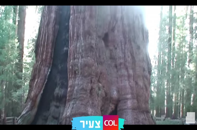 העץ הגדול בעולם: בואו לצפות בעץ אדיר מימדים