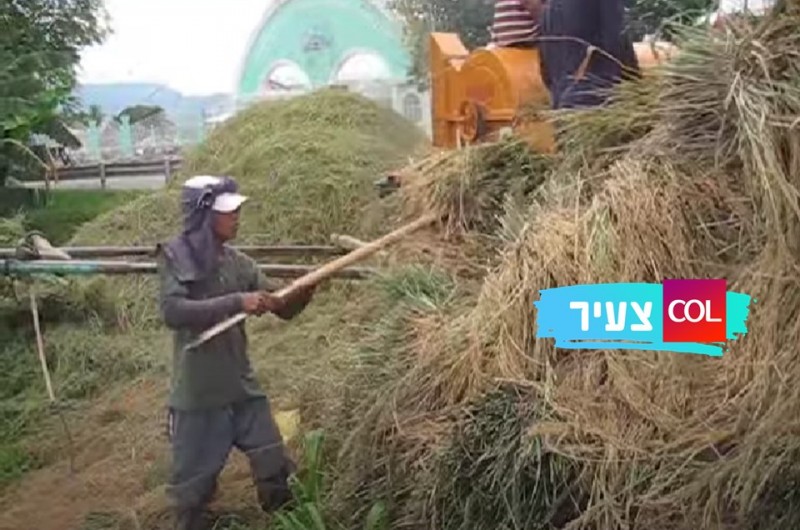 הצצה: כך תבואת שדות האורז מופרדת מהקליפה בדרך למטבח