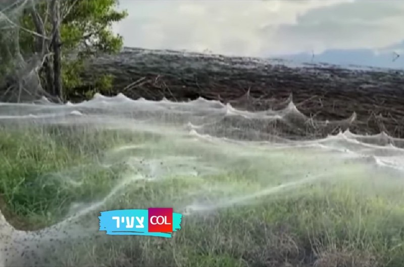 בגודל עצום: קורי עכביש כיסו עיירות שלימות לאחר שטפונות