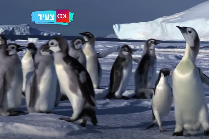 הסרטון הכי חמוד שתראו היום: פינגווינים משחקים תופסת