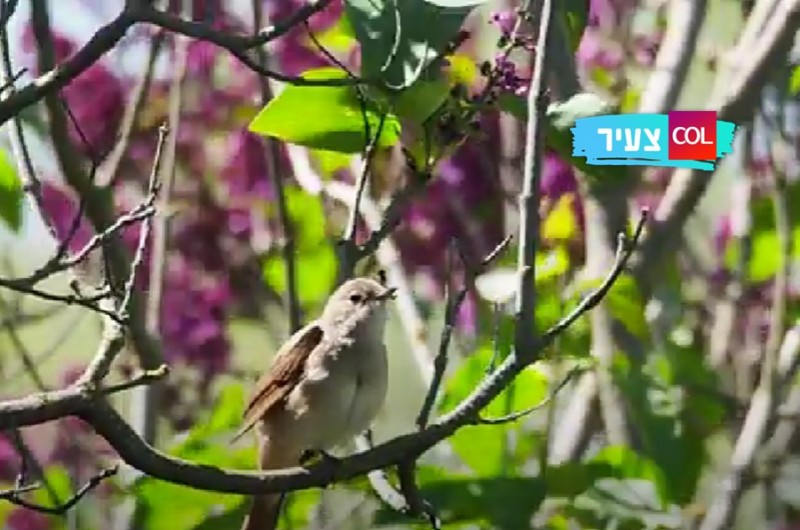 ציפורים מצייצות: כך בעלי כנף מקיימים שיחה ערה | צפו