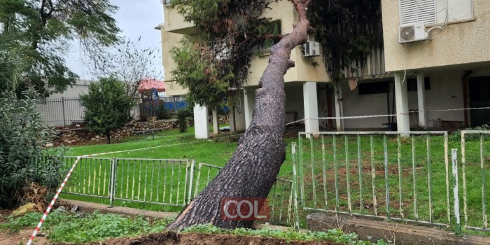 כתוצאה מרוחות עזות: עץ ענק נפל במרכז שכונת חב
