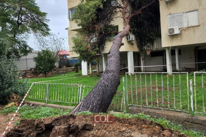 כתוצאה מרוחות עזות: עץ ענק נפל במרכז שכונת חב