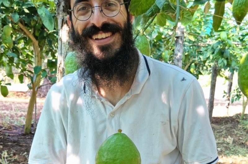 מכין לכם יהלומים לסוכות: יבואן אתרוגי קלבריה ר' דוידי מושיאשוילי מלוד השוהה בפרדסים באיטליה בימים אלה, קוטף את הסחורה לקראת החג