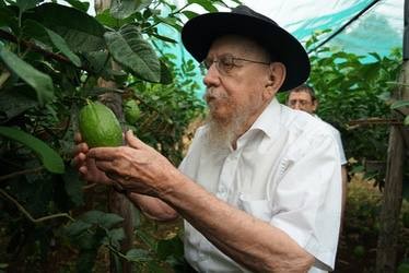 כמיטב המסורת מעל יובל שנים: הרב משה לאזאר משלוחי הרבי למילאנו שבאיטליה, בקטיפת האתרוגים המהודרים בפרדסי קלאבריא, יחד עם בנו, השליח ברומא הרב מנחם לאזאר