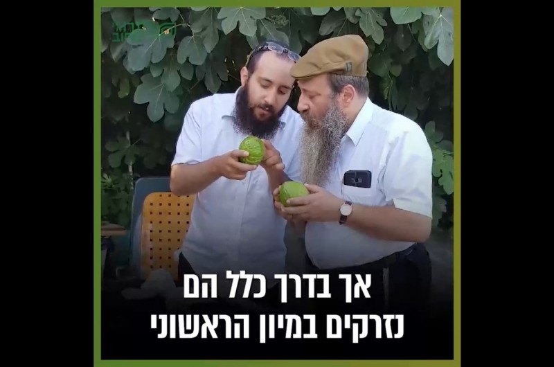 כיצד בוחרים את ה-אתרוג? איך אדע שהוא אכן כשר? | צפו