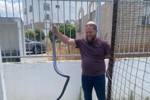 הקיץ כבר כאן: נחש באורך שני מטרים נתפס בכפר חב