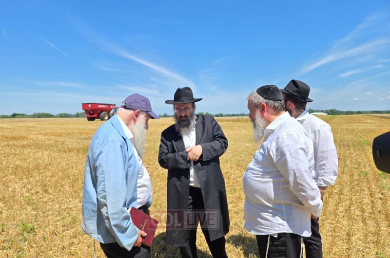 הרב יוסף ברוין מרבני קראון הייטס והרב יוסי גורליק - רב בית כנסת 'אנשי ליובאוויטש', בודקים את החיטה בשדה בניו-ג'רזי, עם בעל מאפיית המצות בשכונת החב