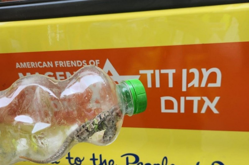 הסכנות של גל החום: נחש צפע ארסי הכיש חרדי בבית שמש 